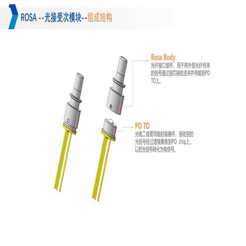 1749115284252953.jpg ROSA(1).jpg